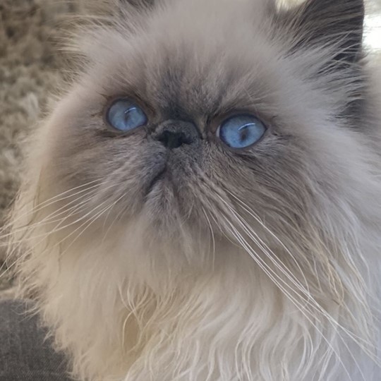  Edward cat lost 31 jan